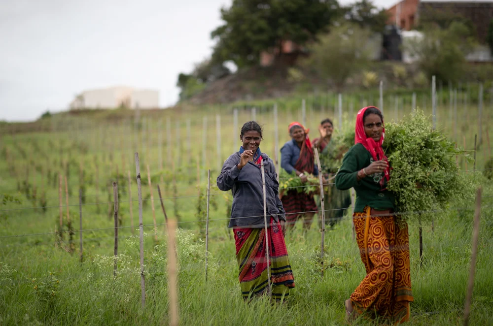 Comprehensive Assessment Illuminates Promising 2025 Vintage for India’s Evolving Wine Industry.