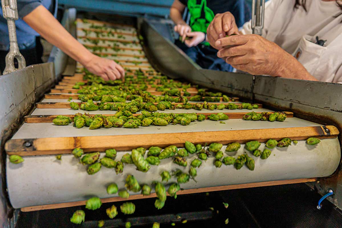 Women at the Helm of Michigan Hop Farming Navigating Climate Challenges and Industry Growth