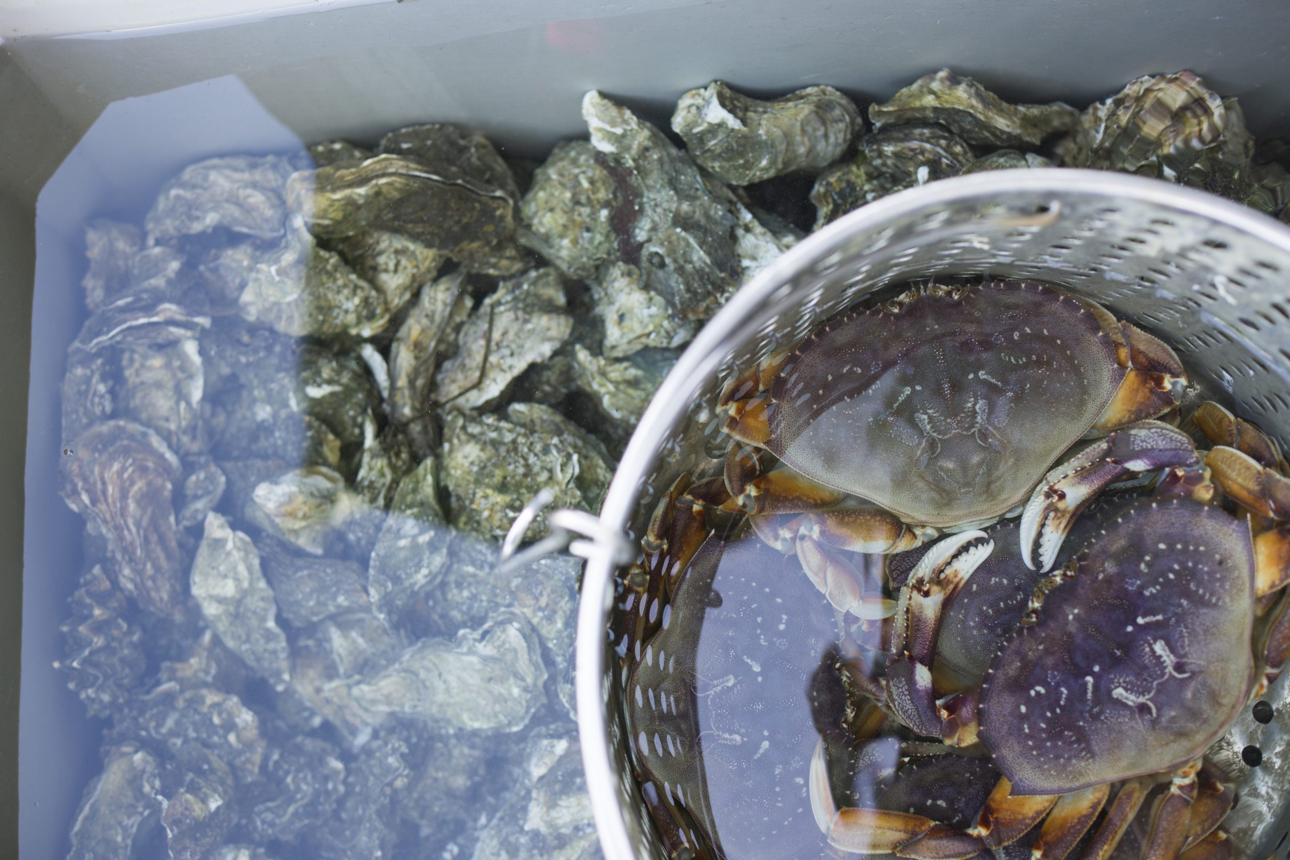 Oregon’s Winter Waters Initiative Champions Local Seafood Amidst Import Dominance