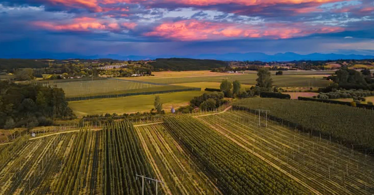 The Evolution of Terroir and the Global Influence of New Zealand Hops in Craft Brewing