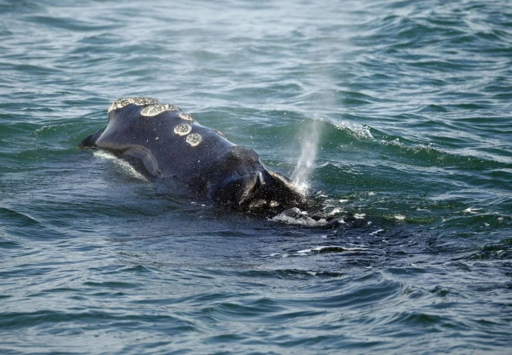 U.S. Proposal to Relax Whale Protection Rules Sparks Outcry Amid Critically Endangered Status