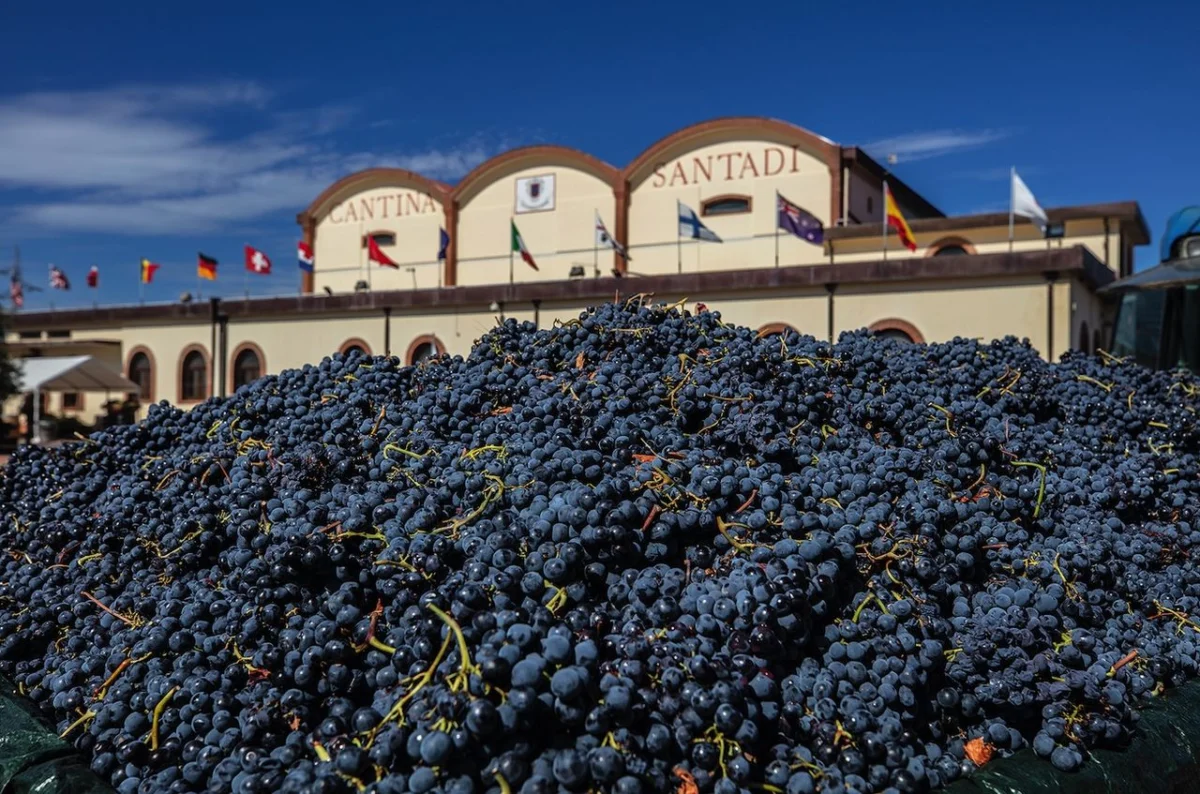 The Collaborative Vintage: How Wine Cooperatives Are Shaping a Sustainable Future for the Global Industry