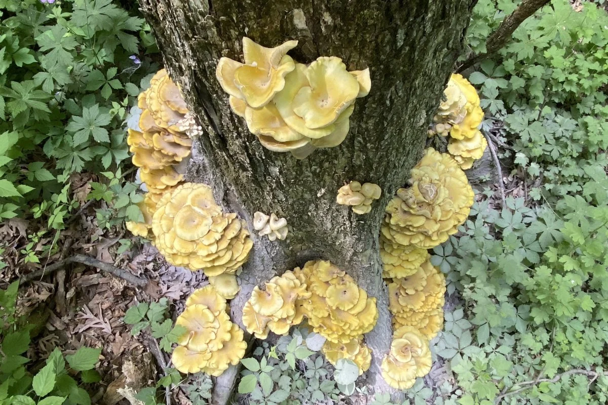 Delicious, Yes, But Golden Mushrooms Threaten Ecosystems