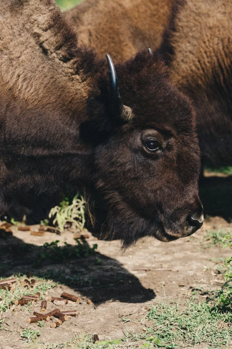From Hidden Heritage to Cultural Revitalization: The Texas Tribal Buffalo Project Forges a Path to Indigenous Food Sovereignty