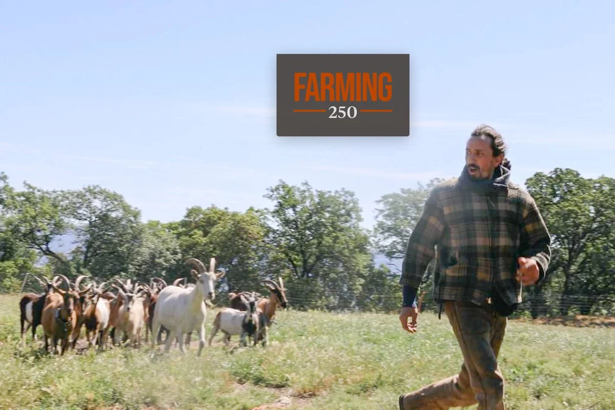 From Philosophy to Pasture: O’Mara’s Journey into Regenerative Shepherding and the Revival of Lost Arts