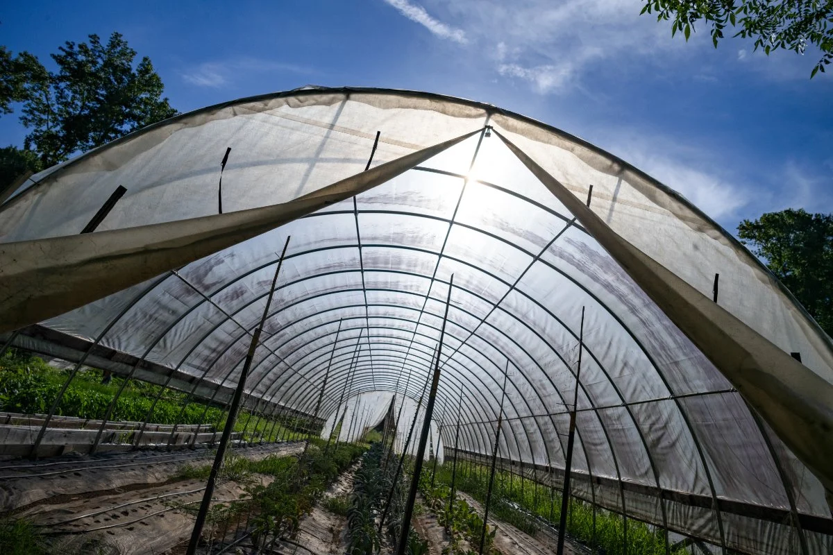 Jamila Norman’s Patchwork City Farms: Cultivating Resilience and Food Sovereignty in Urban Atlanta