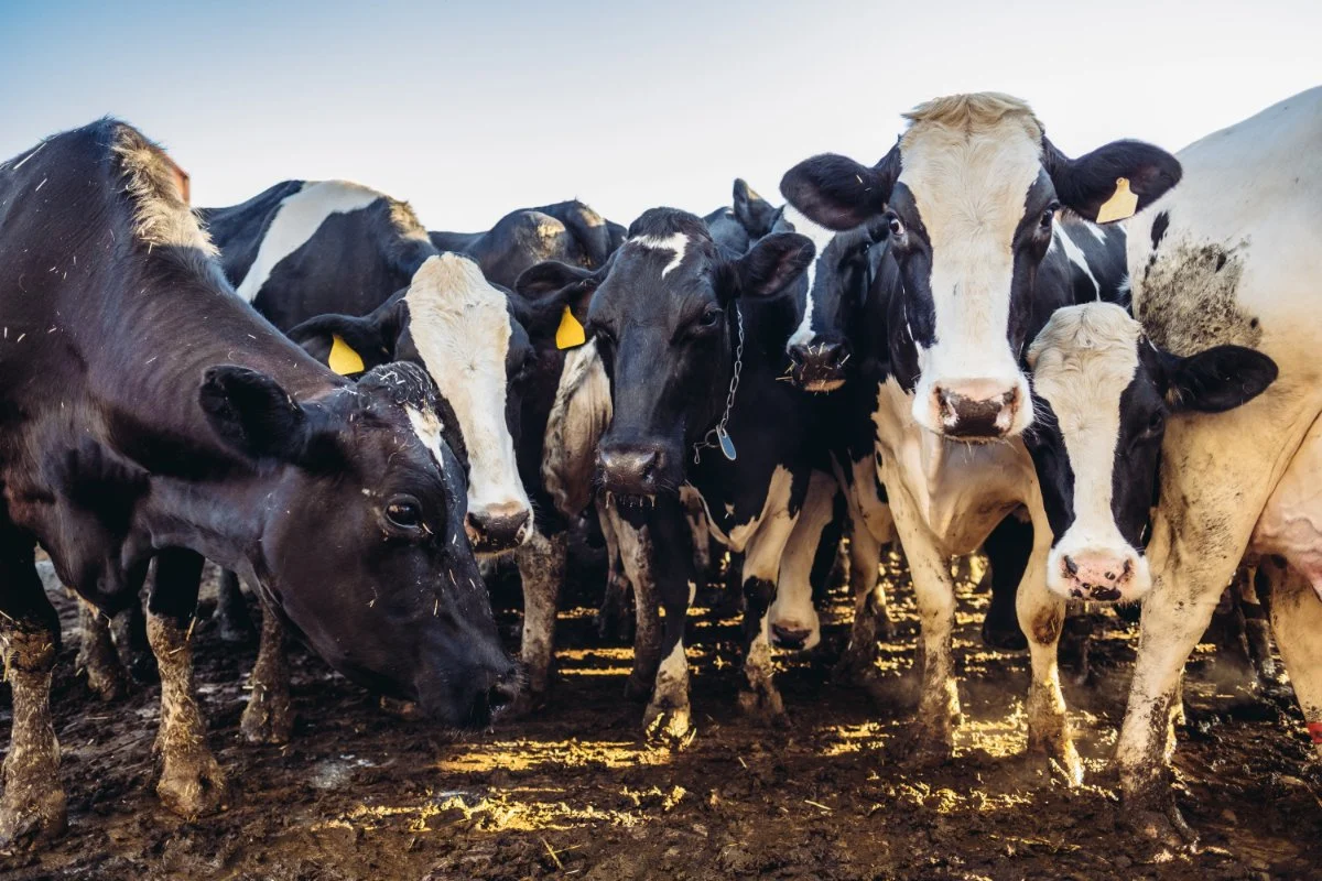 Biodigesters, Once Touting a Green Solution for CAFO Manure, Face an Uncertain Future Amid Dwindling Support and Mounting Opposition