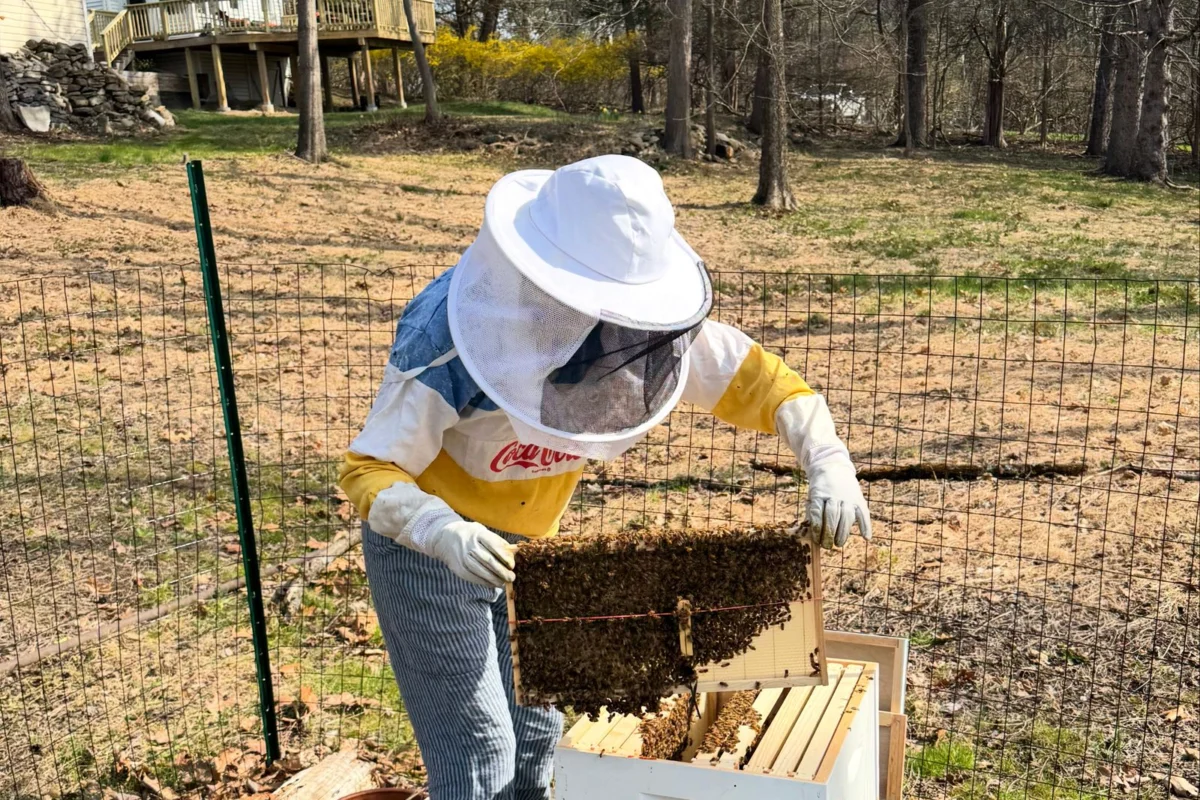 From City Life to Hive Mind: The Growing Allure and Rigorous Reality of Backyard Beekeeping