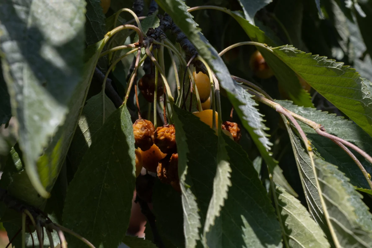 Northern Michigan’s Cherry Capital Faces an Existential Crossroads: Adapt or Disappear