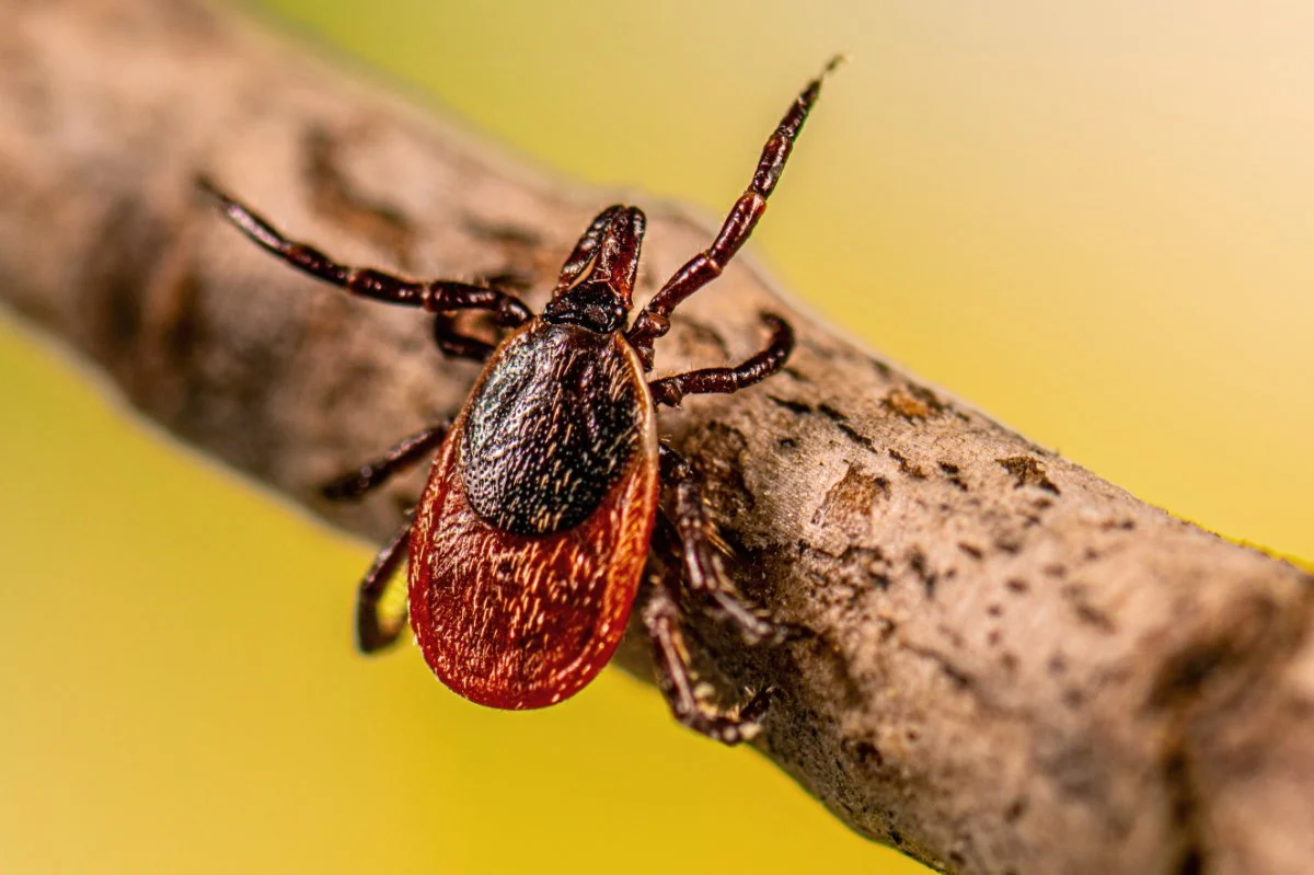 The Escalating Crisis of Tick-Borne Diseases: Farmers Face Unprecedented Health and Economic Threats Amidst Climate Change and Ecological Shifts.