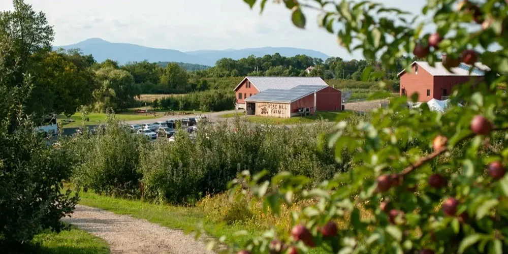 The Evolution of American Cider From Niche Roots to a Modern Craft Revolution
