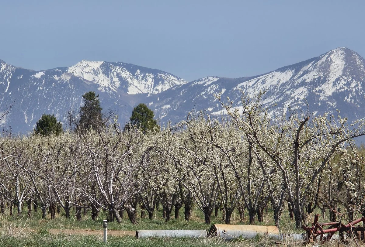 U.S. Fruit Farmers Face Unprecedented Catastrophic Losses as Climate Change Drives Early Blooms and Extreme Freezes