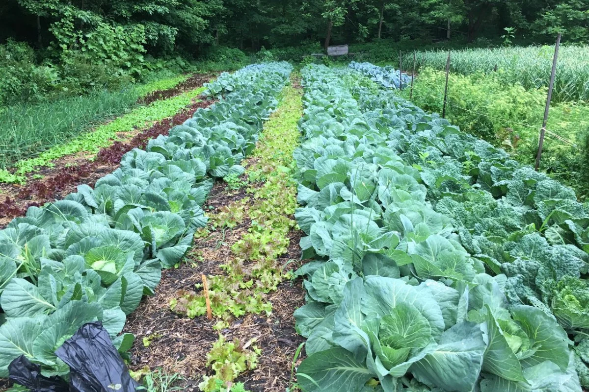 Five Policy Pillars for a Regenerative Agriculture Revolution: Shifting Towards Sustainable Food Systems and Soil Health