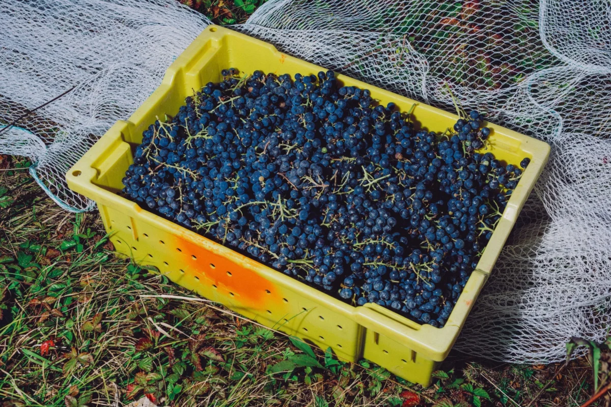 NOK Vino: Cultivating Resilience and Revolution in New Hampshire’s Untamed Wine Landscape