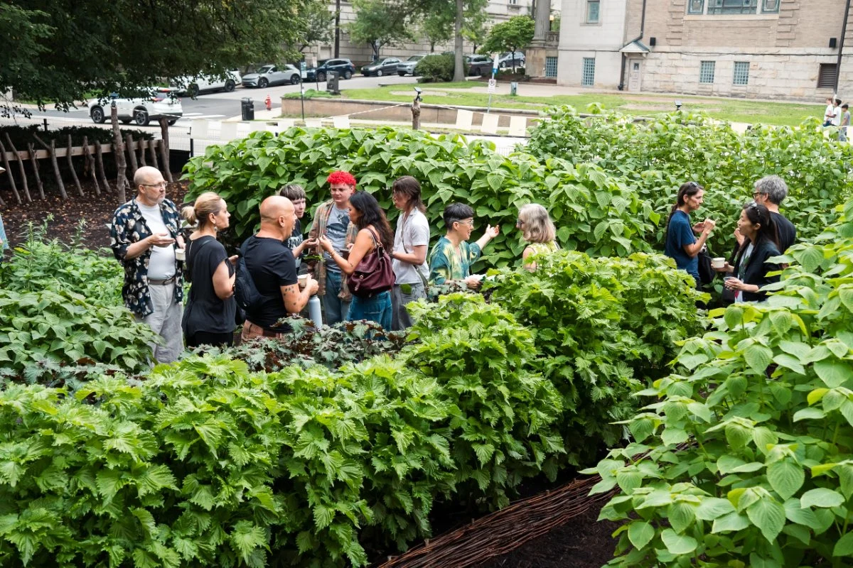 Perilla connects communities to their cultures—and raises questions about colonization and immigration.
