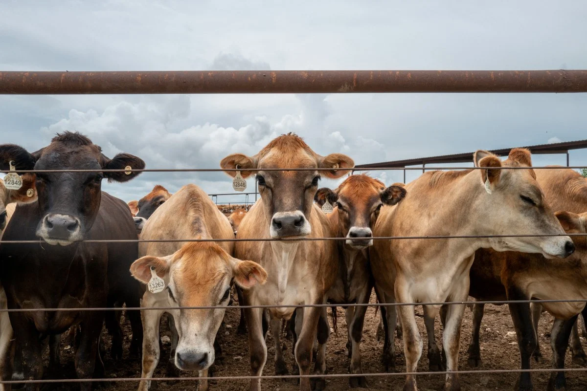 The Complex Reality of High Beef Prices: Beyond the Myth of a Cattle Shortage