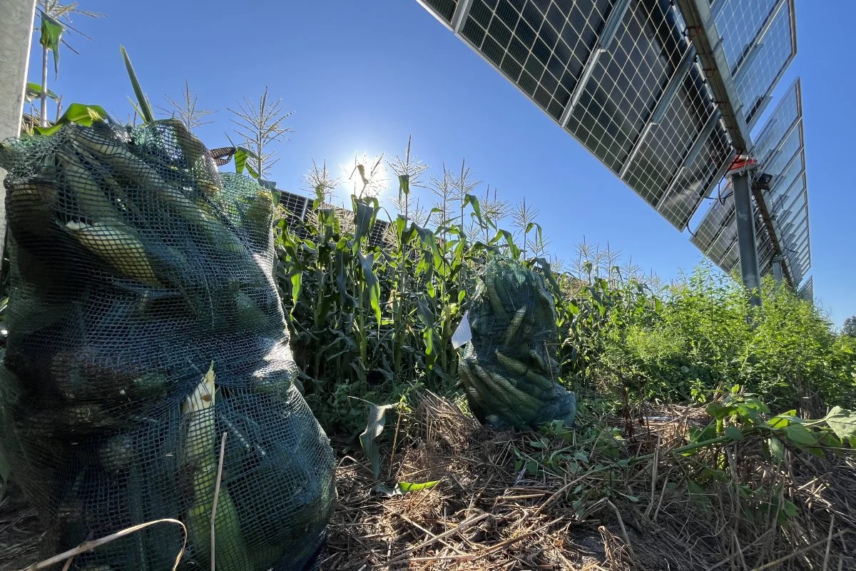 Utility-scale solar is one of the fastest-growing sources of farmland conversion in the U.S. It doesn’t have to eliminate productive land.