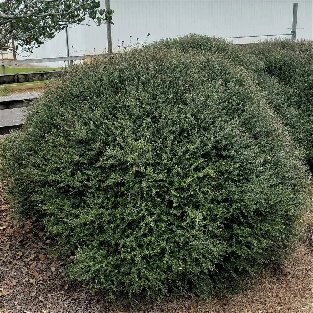 13 Popular Types of Holly Bushes for Your Landscape