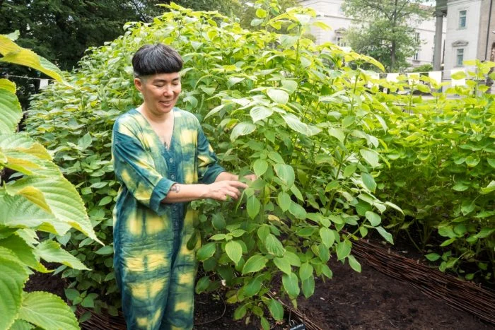 Perilla connects communities to their cultures—and raises questions about colonization and immigration.