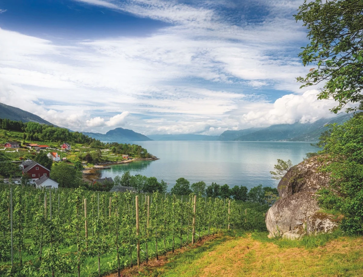 Scandinavia’s Unlikely Ascent: From Fringe Idea to Emerging Wine Destination