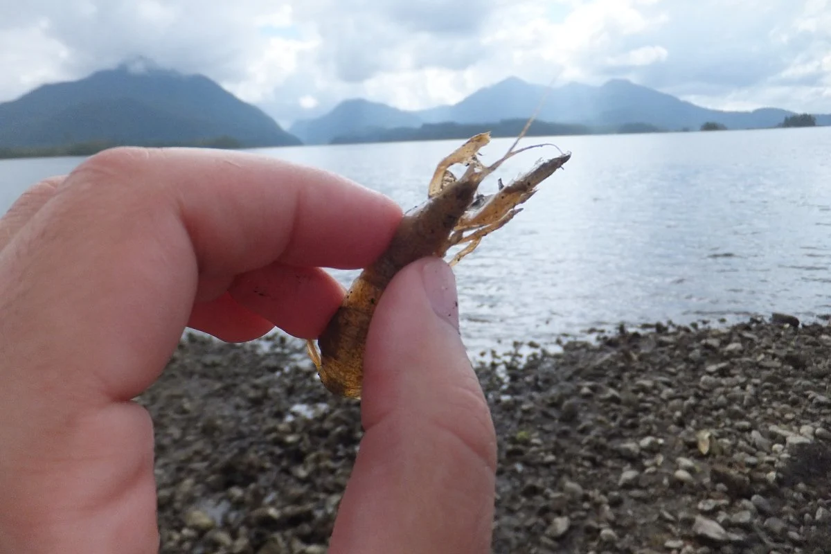 Shaking Up Willapa Bay: Innovation and Adaptation Confront the Ghost Shrimp Threat to Oyster Farming