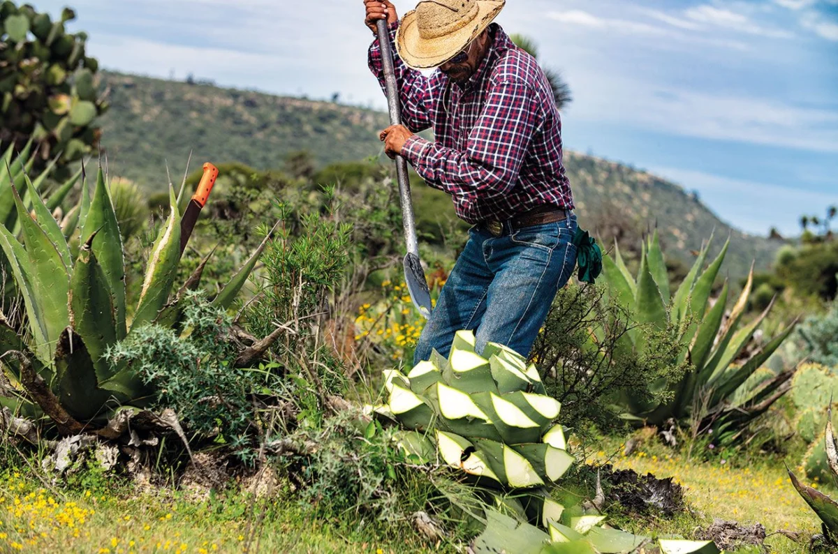 The Nuanced Identity of Mezcal: Unpacking the Varietal Versus Terroir Debate as New Brands Emerge