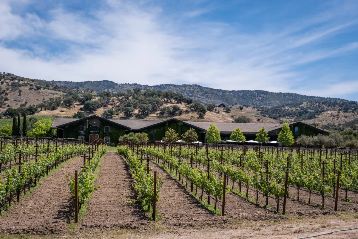 The Resilient Journey of Pinotage: From Accidental Hybrid to South Africa’s Signature Grape