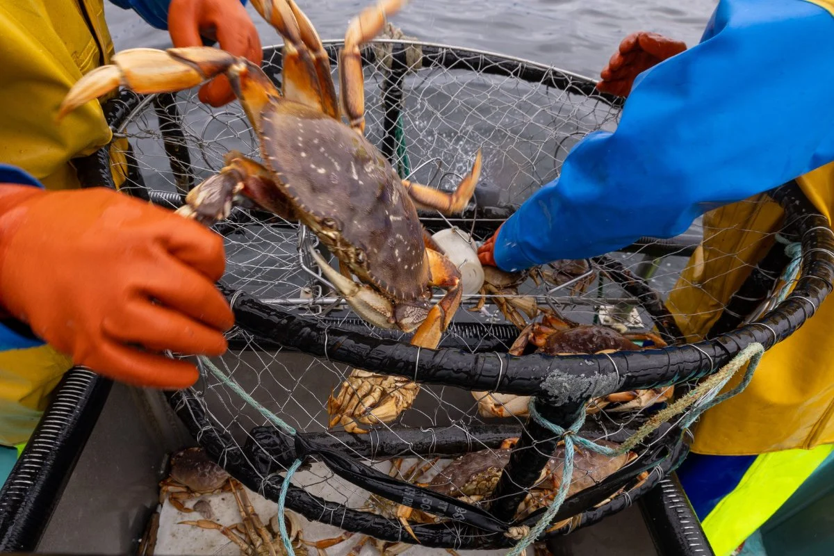 U.S. Fisheries Face Catastrophic Losses Amidst Impending Super El Niño and Inadequate Federal Safety Nets